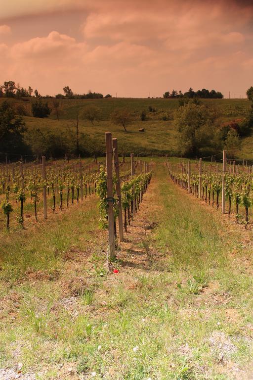 Agriturismo Le Casette Castelvetro di Modena Kültér fotó